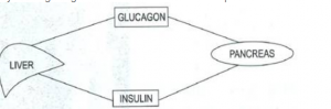 Endocrine System Selina Biology Solution Pancreas