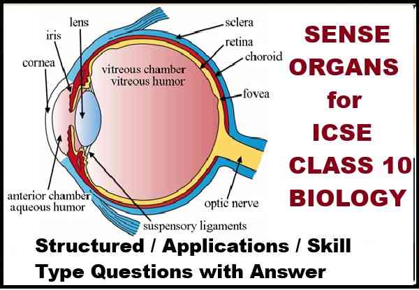 Sense Organs Class 10 Structured Applications Skill Type Questions Concise Biology Selina Solutions