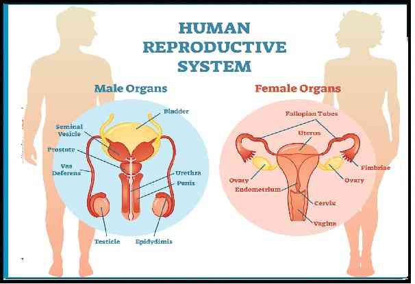 Structured Applications Questions on Reproductive System Class 10 Concise ICSE Biology Selina Solutions