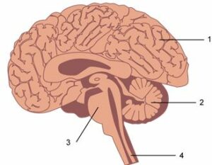The diagram alongside shows a section of the human brain and its associated parts. Answer the questions that follow: (a) Name the parts labelled 1, 2, 3 and 4. (b) Name the protective membranous covering of the brain. Also mention its three layers. (c) Name the basic unit of the brain. (d) Write the important role of the part mentioned as 2.