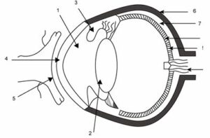 The figure given below refers to the vertical section of the eye of a mammal. Study the figure carefully and answer the following questions. (a) Label the guidelines shown as 1 to 10. (b) Write one important role of parts shown as 3 and 7. (c) Write one structural difference between the parts shown as 9 and 10. (d) Mention one functional difference between the parts shown as 6 and 8.