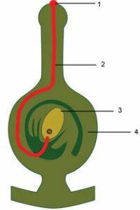The diagram given alongside shows a type of tropism. Study the same and answer the questions that follow :