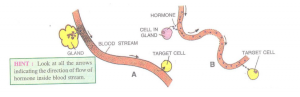 hormones poured into the blood stream may have one or more target sites at a time.