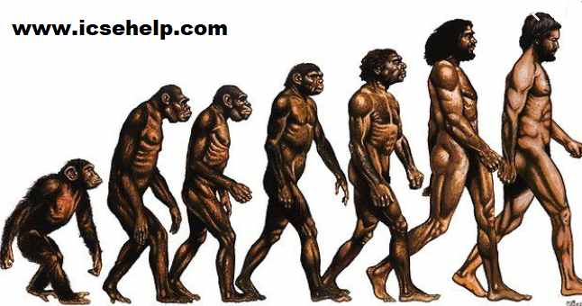 human evolution biology