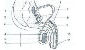 schematic diagram of the sectional view of the human male reproductive system