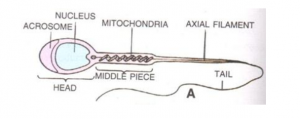 the diagrammatic highly magnified view of a single human sperm