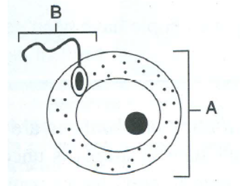 Reproductive System ICSE Class-10 Concise Selina Biology - ICSEHELP