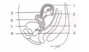 vertical sectional view of the human female reproductive system.