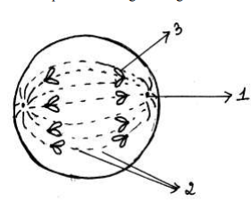 Sample Paper Biology Question 7a