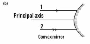 The diagram (figure) given below shows two parallel rays 1 and 2 incident on (a) a concave mirror, (b) a convex mirror.