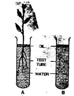 Ans 1 Transportation in Plants Concise ICSE 8th