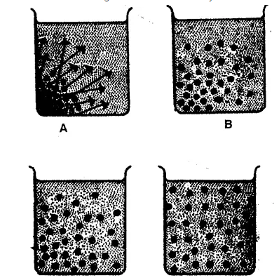 Ans PQ Transportation in Plants Concise ICSE 8th