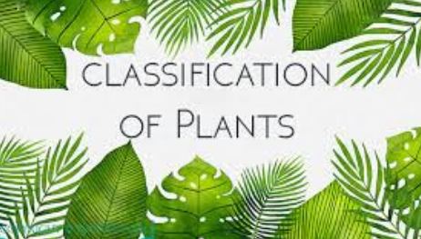 Classification of Plants ICSE Class-7th Concise Selina Biology Solutions
