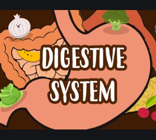 Digestive System ICSE Class-6th Concise Selina Biology Solutions