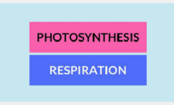 Photosynthesis and Respiration ICSE Class-7th Concise Selina Biology Solutions
