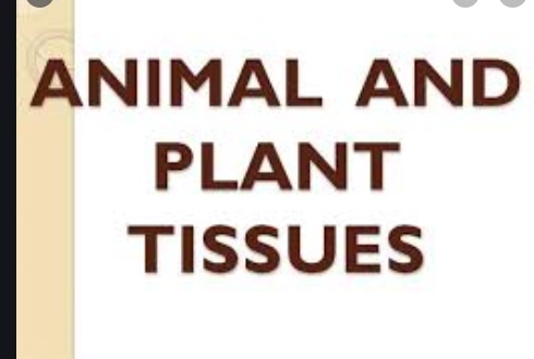 Plant And Animal Tissues ICSE Class-7th Concise Selina Biology Solutions