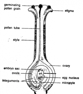 Structure of the pollen grain