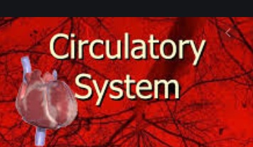 The Circulatory System ICSE Class-6th Concise Selina Biology Solutions