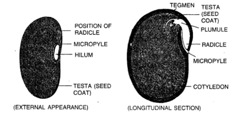 dicot seed
