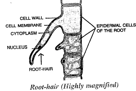 magnified view of the root-hair