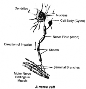 structure of a neuron