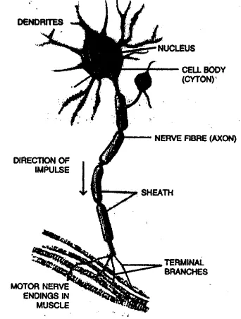 structures of a neuron.