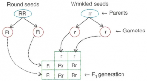 Que-4: Mendel crossed a homozygous pea plant having round seeds (RR) with a homozygous pea plant having wrinkled seeds (rr). He got different results. On the basis of it, answer the following questions: