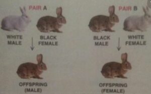 Two pairs (A & B) of rabbits were crossed as given below: 