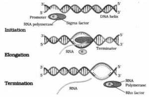 Rho factor helps the release of nascent RNA, RNA polymerase falls off. It is the termination of transcription.