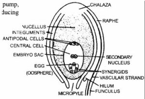 STRUCTURE OF A TYPICAL. OVULE (ANATROPOUS OVULE)
