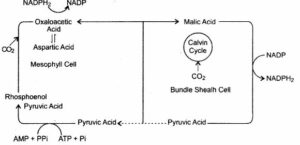 biology privious paper fig 1