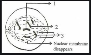 Srijan Publications Cell Cycle and Cell division Textbook Solutions ICSE Class-10 Ch-1