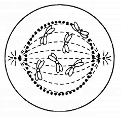 cell cycle and cell division 2