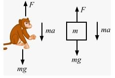 A monkey is climbing on a rope that goes over a smooth light pulley and supports a block of equal mass at the other end in the following figure. Show that whatever force the monkey exerts on the rope, the monkey and the block move in the same direction with equal acceleration. If initially both were at rest, their separation will not change as time passes.