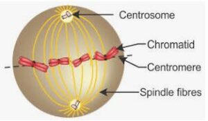 diagram of the nucleus of a cell, having chromosome number 6, as it would appear in the Metaphase stage of Mitosis