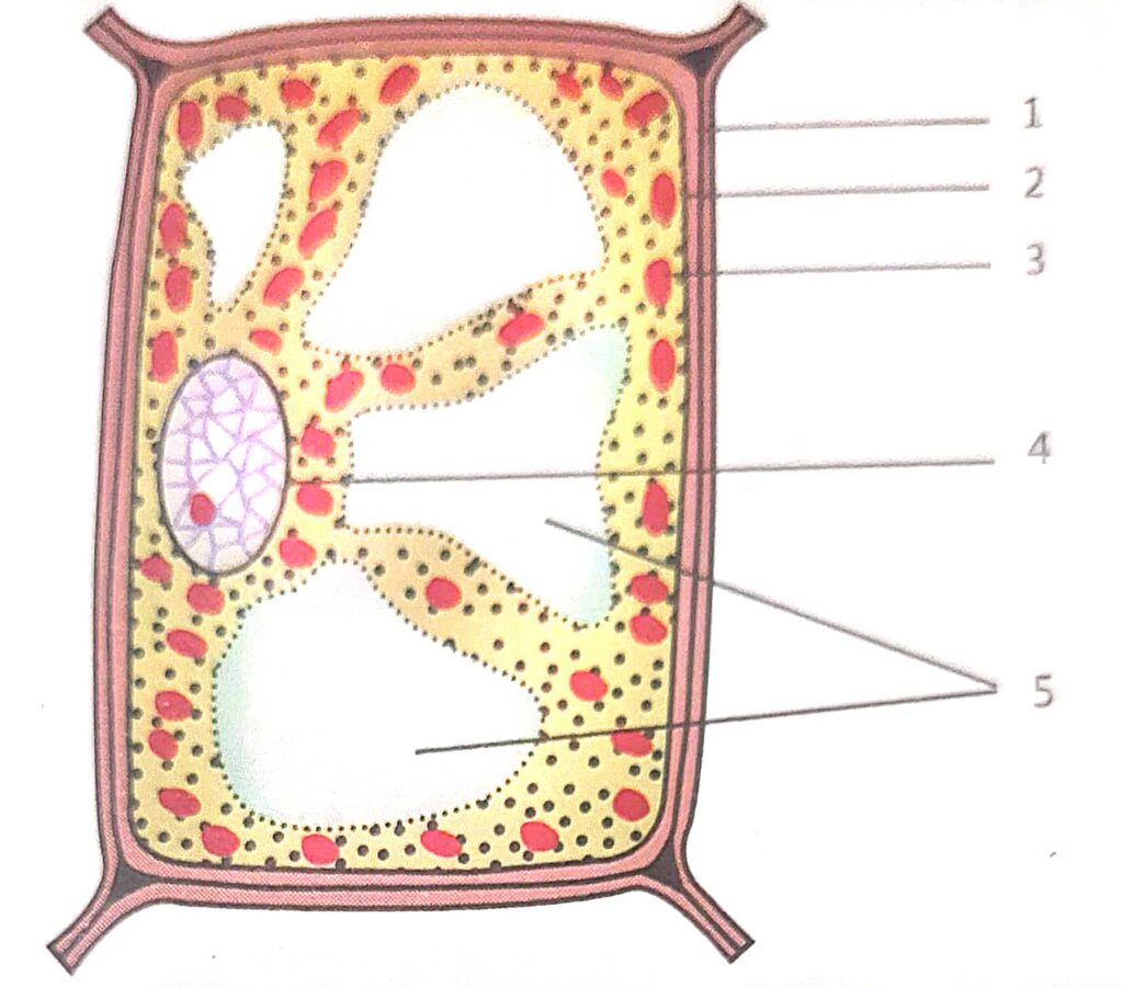 Srijan Class-9 Cell-A Unit Of Life ICSE Biology Solutions Ch-1 - ICSEHELP