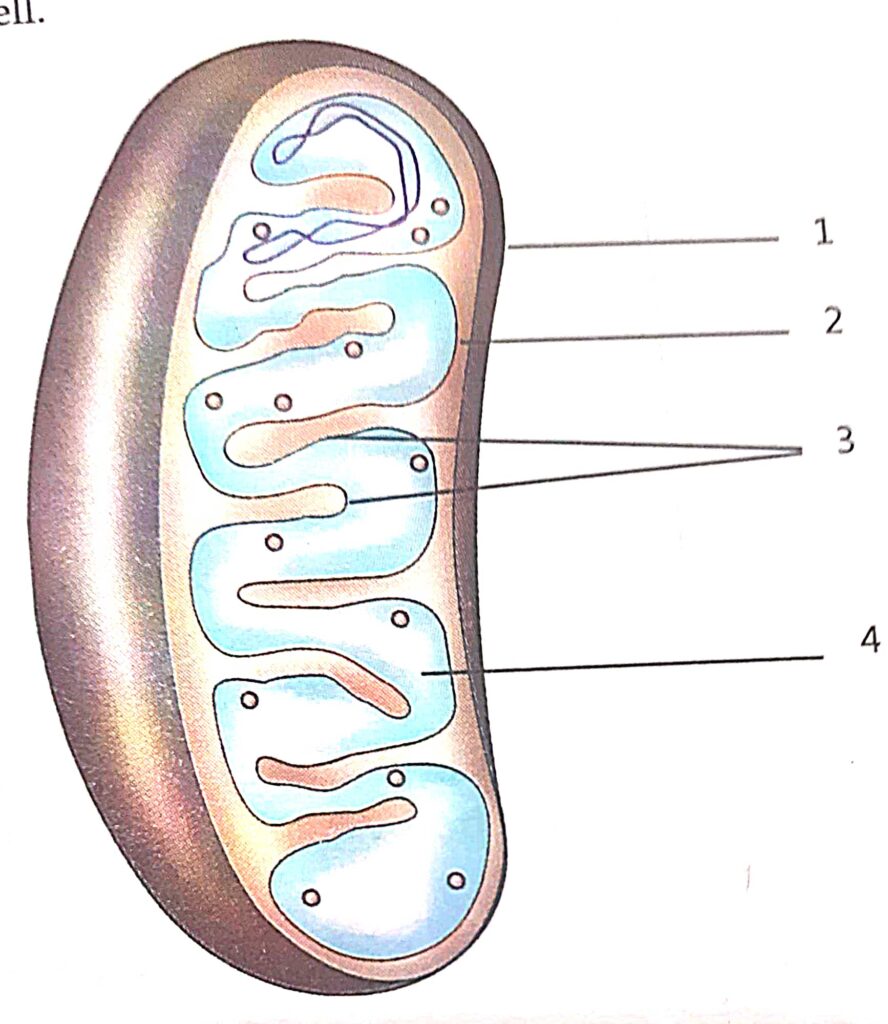 Srijan Class-9 Cell-A Unit Of Life ICSE Biology Solutions Ch-1 - ICSEHELP