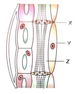 Biology class 9 chapter 2_1