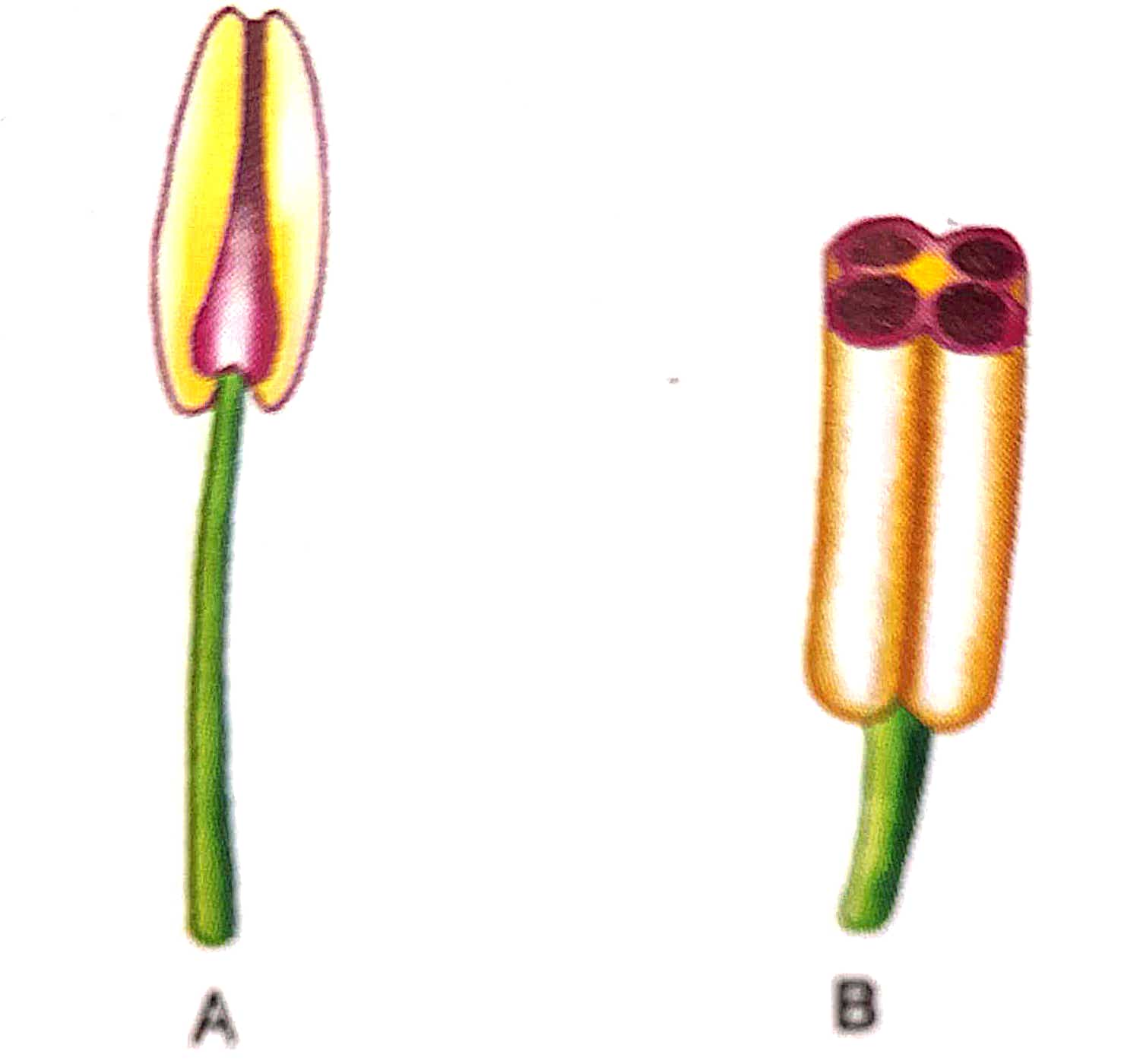 Srijan Class9 Flower ICSE Biology Solutions Ch3 ICSEHELP