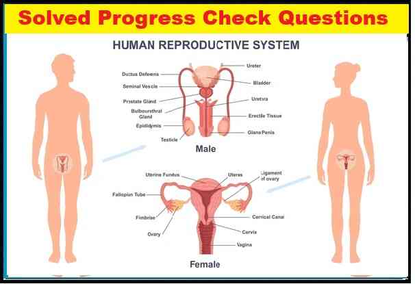 Progress Check Questions on Reproductive System Class 10 Concise ICSE Biology Selina Solutions