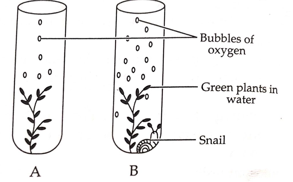 what is the final product of photosynthesis mcq