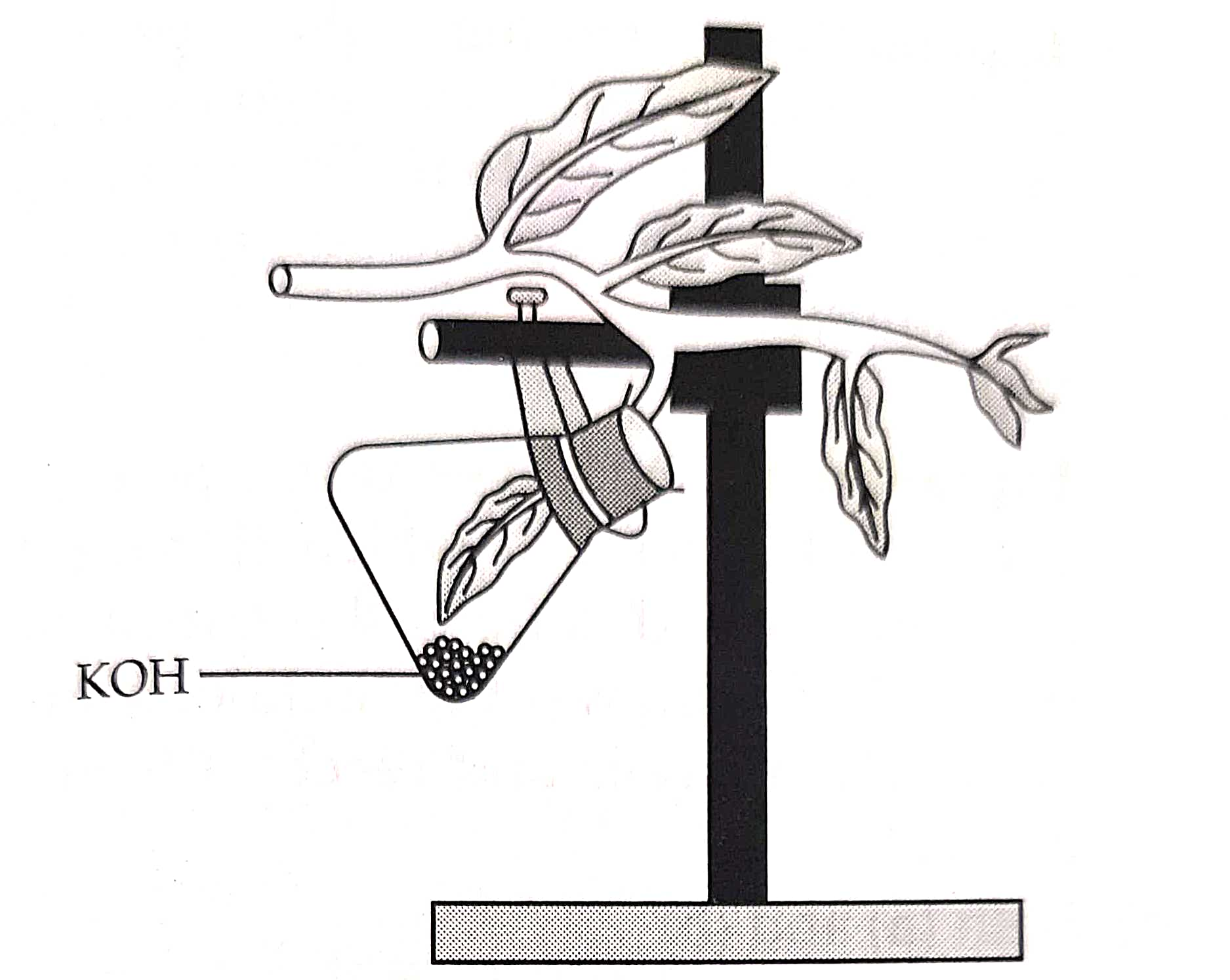 photosynthesis class 7 icse mcq