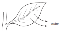 The diagram shows how water is lost from a leaf.