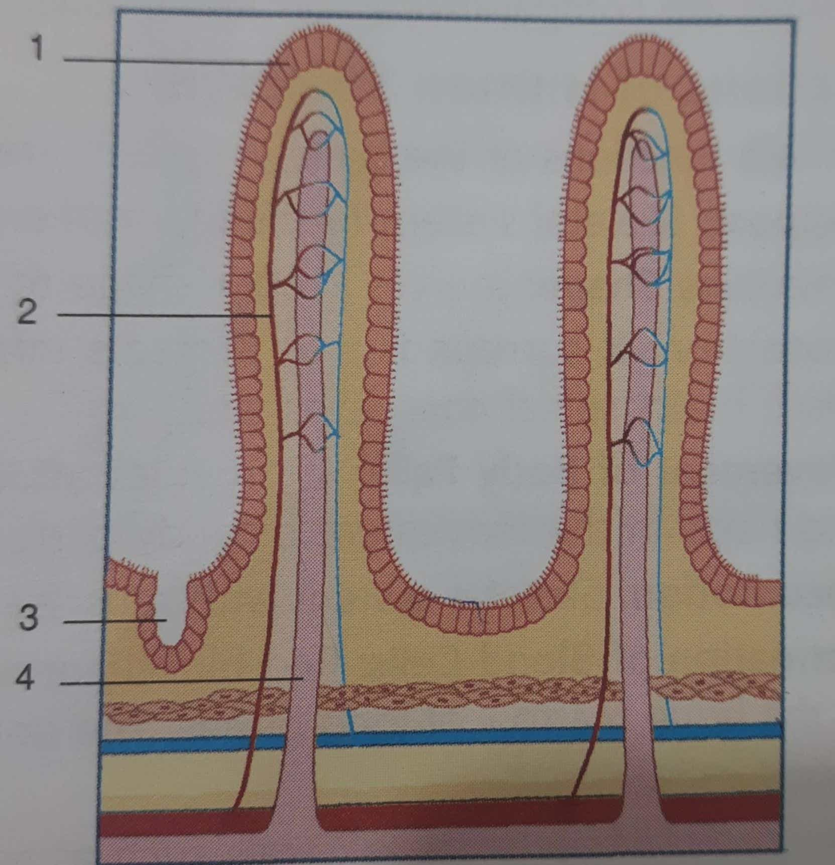 Srijan Class-9 Digestive System ICSE Biology Solutions Ch-11 - ICSEHELP