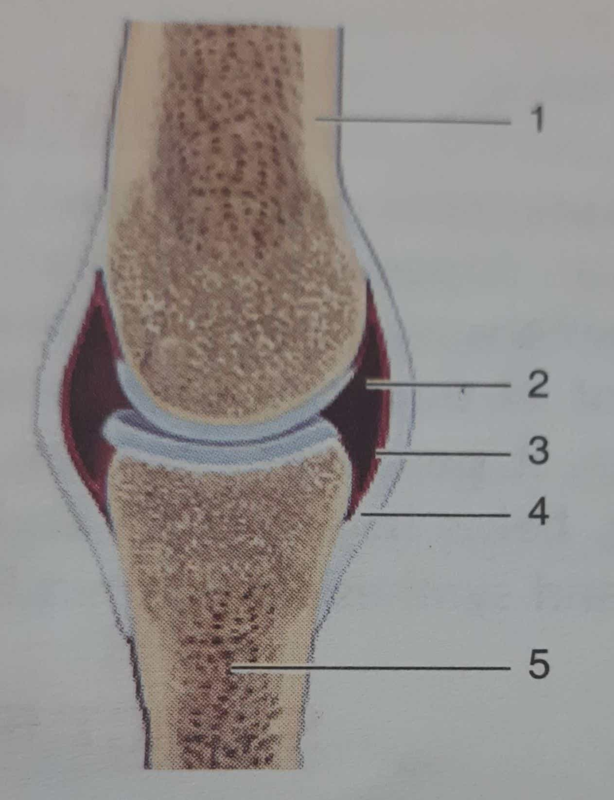 Srijan Icse Biology Class 8 Solutions Chapter 1