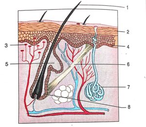 Look at the figure given here and answer the questions that follow: