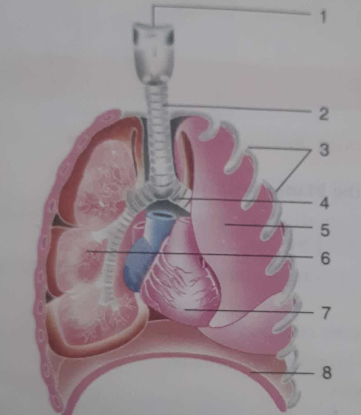 Srijan Class-9 respiratory system