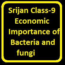 Srijan Class-9 Economic Importance of Bacteria and Fungi ICSE Biology Solutions