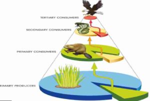 Ecosystem MCQs Type Questions With Answer For ISC Class 12 Biology ...