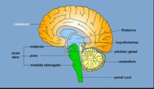 MCQ Nervous System Class-10